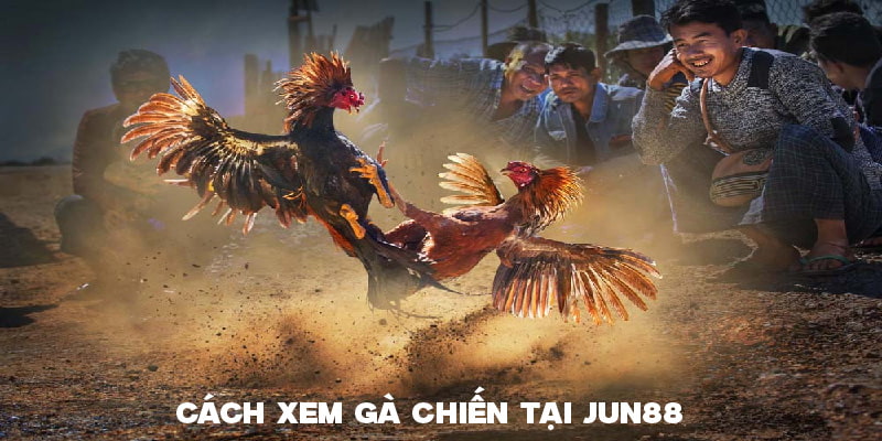 Cách xem gà chiến tại JUN88 nên biết Cách xem gà chiến tại JUN88 nên biết